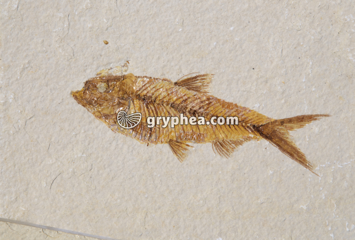 Knightia eocaena (Eocène, Wyoming, USA) - gryphea.org